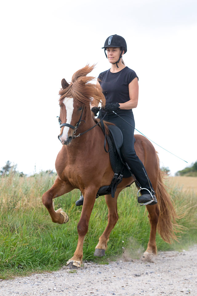 Tilridning og træning af islandske heste