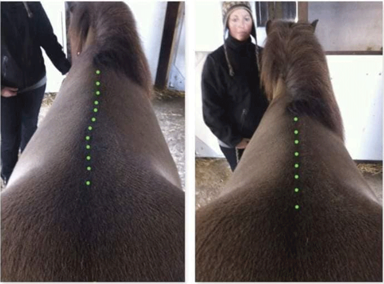 Hestefysioterapi